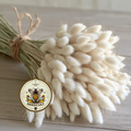 Bunny Tail Seeds, Hare's Tail, Ornamental Grass, Crafts, Dried Flowers, Lagarus Ovatus, LG0150