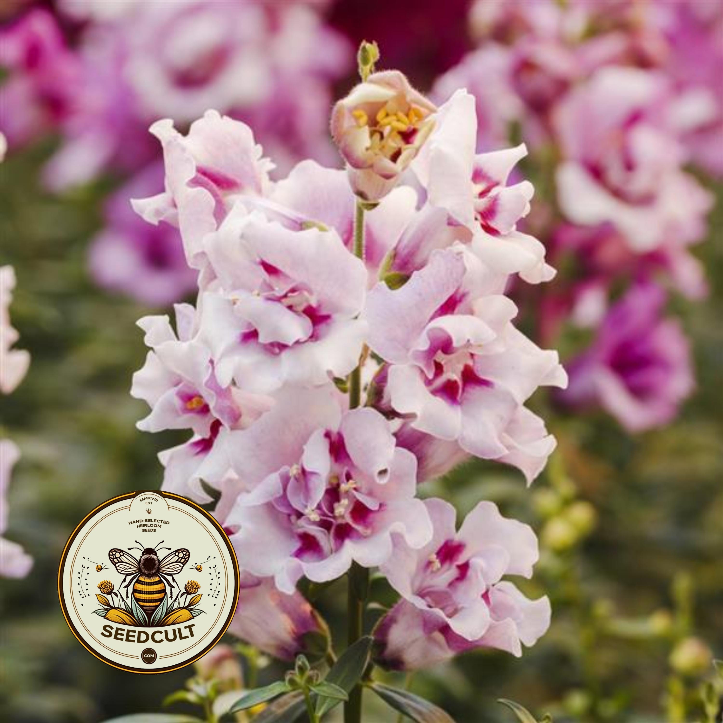 NEW! Twinny Orchid Snapdragon Seeds, Double Flowering, Butterfly Antirrhinum Majus AN6125