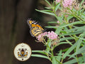 NEW! Rare Narrow Leaved Milkweed Seeds, Western US Native, Asclepias Fascicularis, MW1415