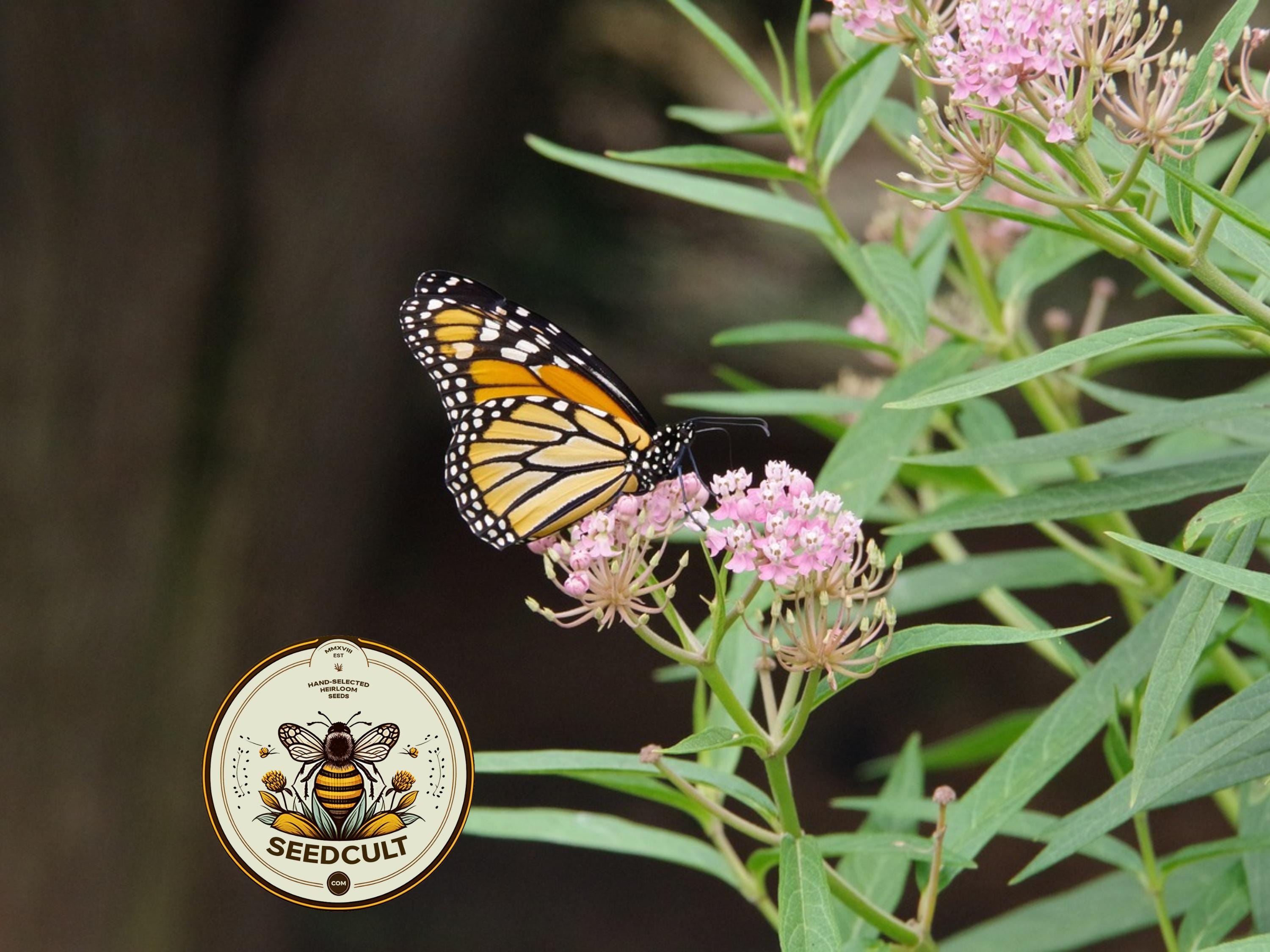NEW! Rare Narrow Leaved Milkweed Seeds, Western US Native, Asclepias Fascicularis, MW1415