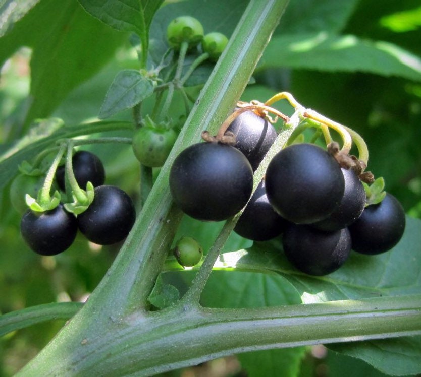 Bulk Huckleberry Seeds, Solanum melanocerasum SM031C