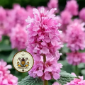 Pink Catmint / Nepeta