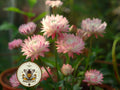 Silvery Rose Strawflower Seeds, Xerochrysum bracteatum, Helichrysum XC0420