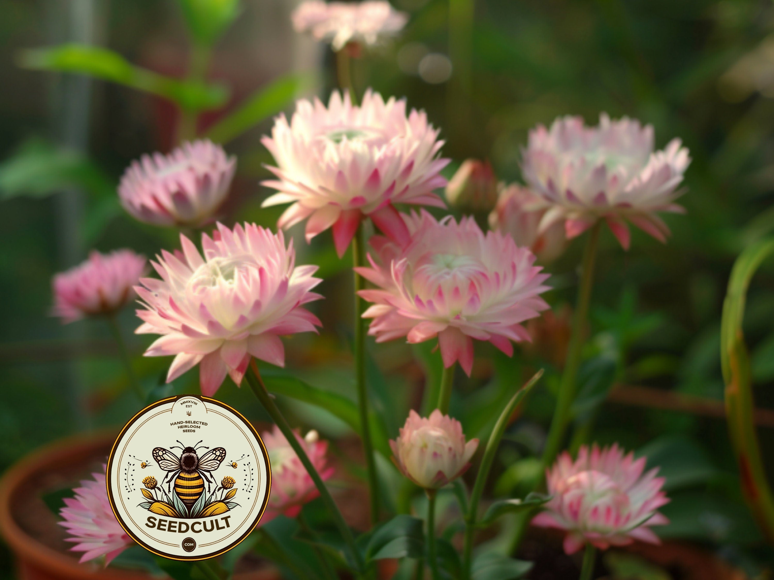 Silvery Rose Strawflower Seeds, Xerochrysum bracteatum, Helichrysum XC0420