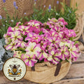 Strawberry Shake Petunia Seeds, Pelleted for easier sowing and germination, Petunia Hybrida PE6625P