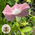 Chocolate (Pink Glitter) Morning Glory Seeds, Miss Monroe, Ipomoea Nil IP0210