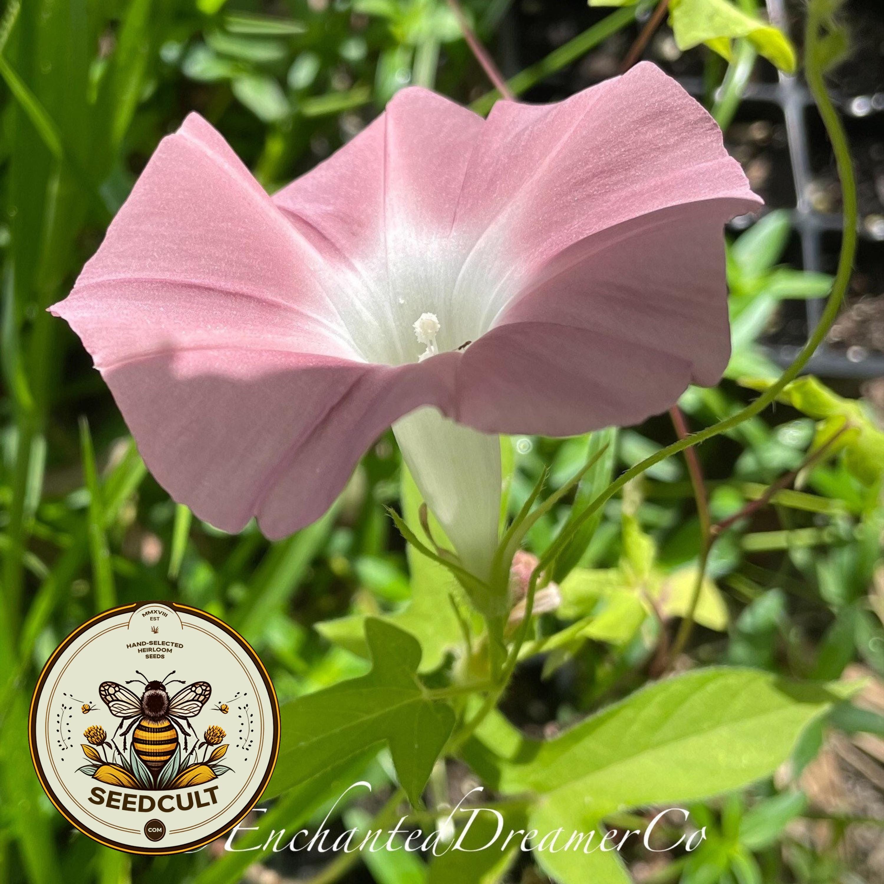 Chocolate (Pink Glitter) Morning Glory Seeds, Miss Monroe, Ipomoea Nil IP0210