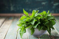 Bulk Stinging Nettle Seeds UR011C
