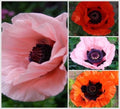 Bulk Oriental Poppy Choice Mix Poppy Seeds, Papaver Orientale, Red, Orange, Pink, Salmon, Perennial, Fall Planting PO061CR