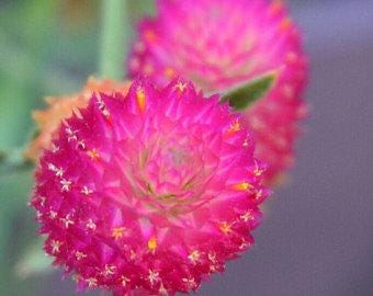 Carmine Gomphrena Seeds, Hot Pink Carmine Globe Amaranth, Gomphrena Globosa GO0320