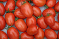 Roma VF (Improved) Tomato Seeds, Heirloom, Non-GMO, Solanum Lycopersicum LY3025