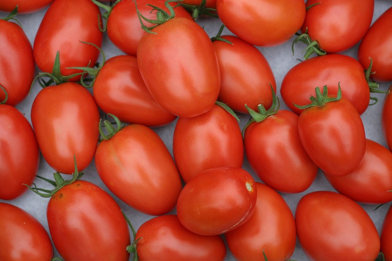 Roma VF (Improved) Tomato Seeds, Heirloom, Non-GMO, Solanum Lycopersicum LY3025