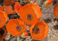 Bulk Desert Globemallow Seeds, US Native Wildflowers, Sphaeralcea Ambigua SH801C