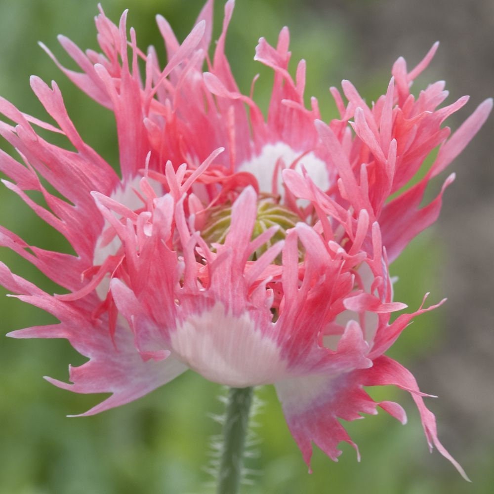 Pink Fizz Poppy Seeds, Pinky's Bi-Color, Pink and White, Ornamental Poppies, PS1750R