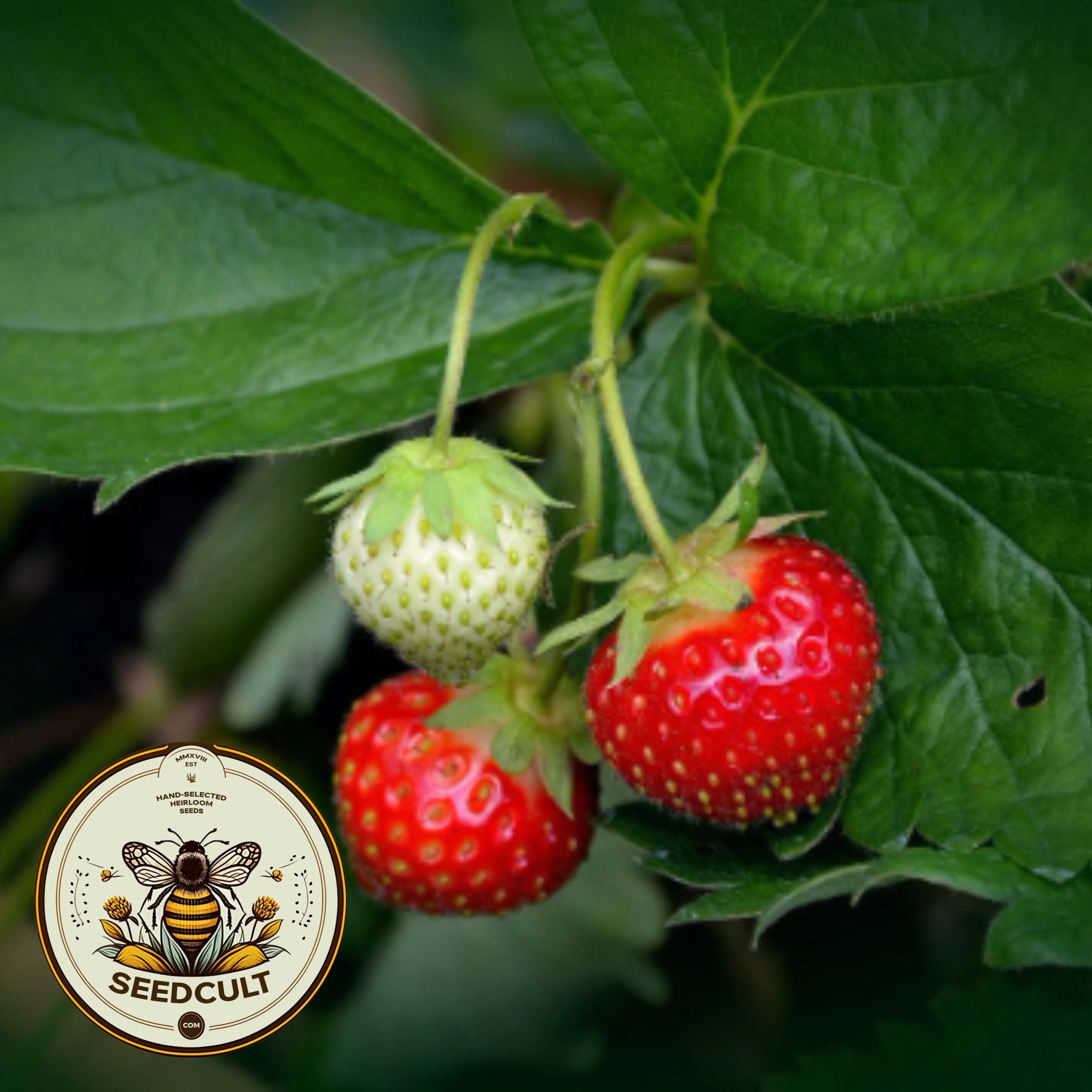 Bulk Organic Alpine Strawberry Seeds, Wild, Baron, Fragaria Vesca FR011C