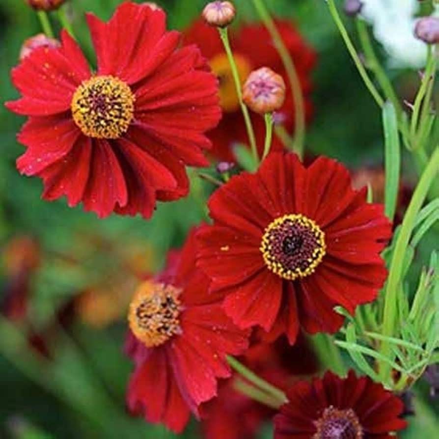 100 Dwarf Red Plains Coreopsis Seeds, Coreopsis Tinctoria Dwarf, North American Native Wildflowers CO431C
