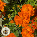 NEW! Crest Orange Sulphur Cosmos Seeds, Cosmos Sulphureus CO231C