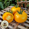 Amish Gold Tomato Seeds, Heirloom Tomatoes, Solanum Lycopersicum LY3425