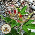 Pigeon Pea Seeds, Huge Food Forest Plants, Perennial Vegetables, Legume, Pigeon Peas, Nitrogen Fixer, Cajanus Cajan, CJ4025