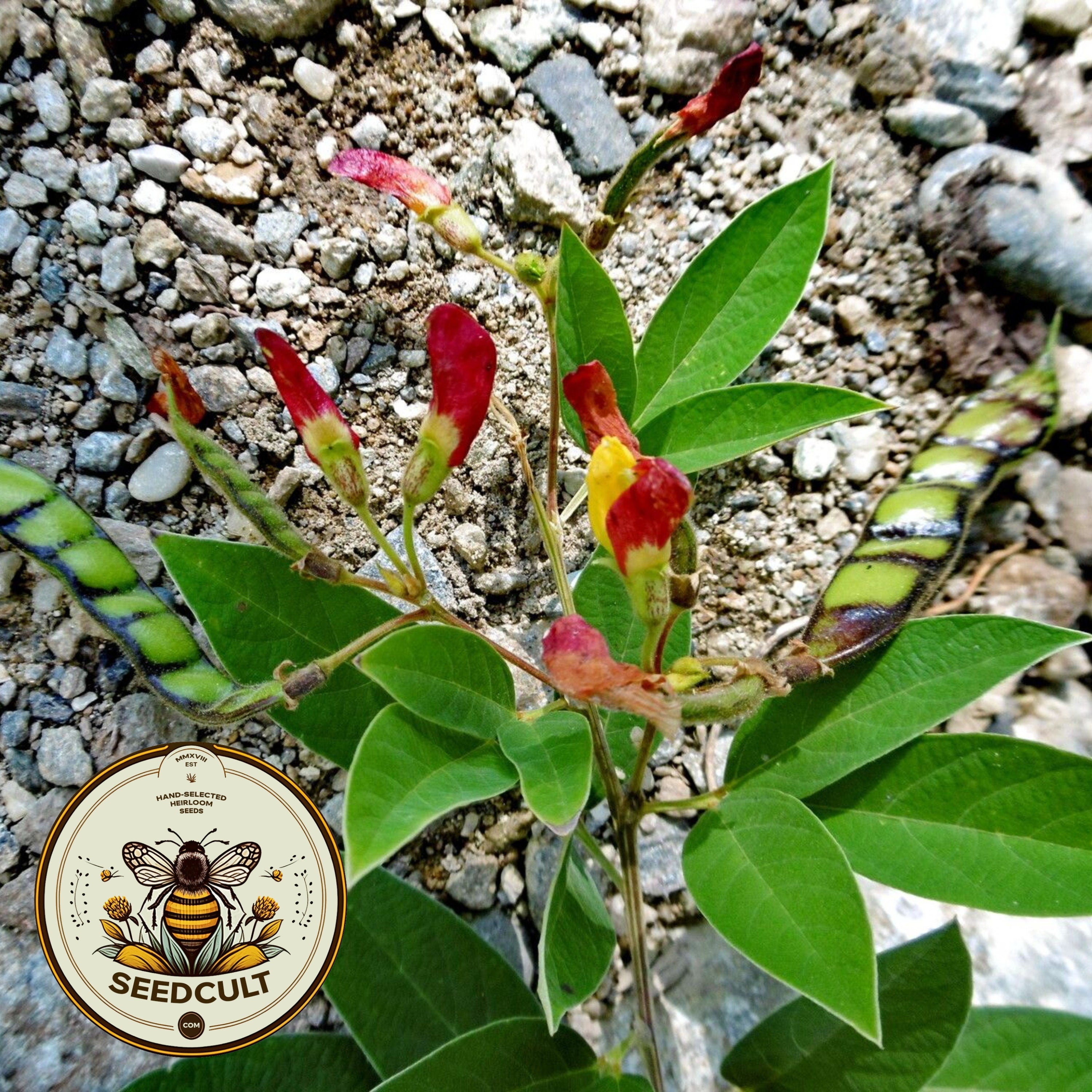 Pigeon Pea Seeds, Huge Food Forest Plants, Perennial Vegetables, Legume, Pigeon Peas, Nitrogen Fixer, Cajanus Cajan, CJ4025