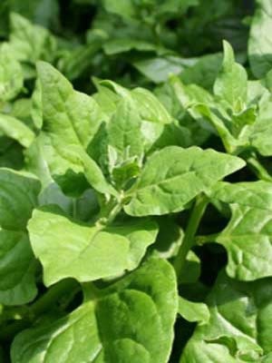 Organic New Zealand Spinach Seeds, Perennial vegetables, Tetragonia Expansa TE0125