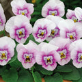 Pink Halo Sorbet Viola Seeds, Violaceae VL0925