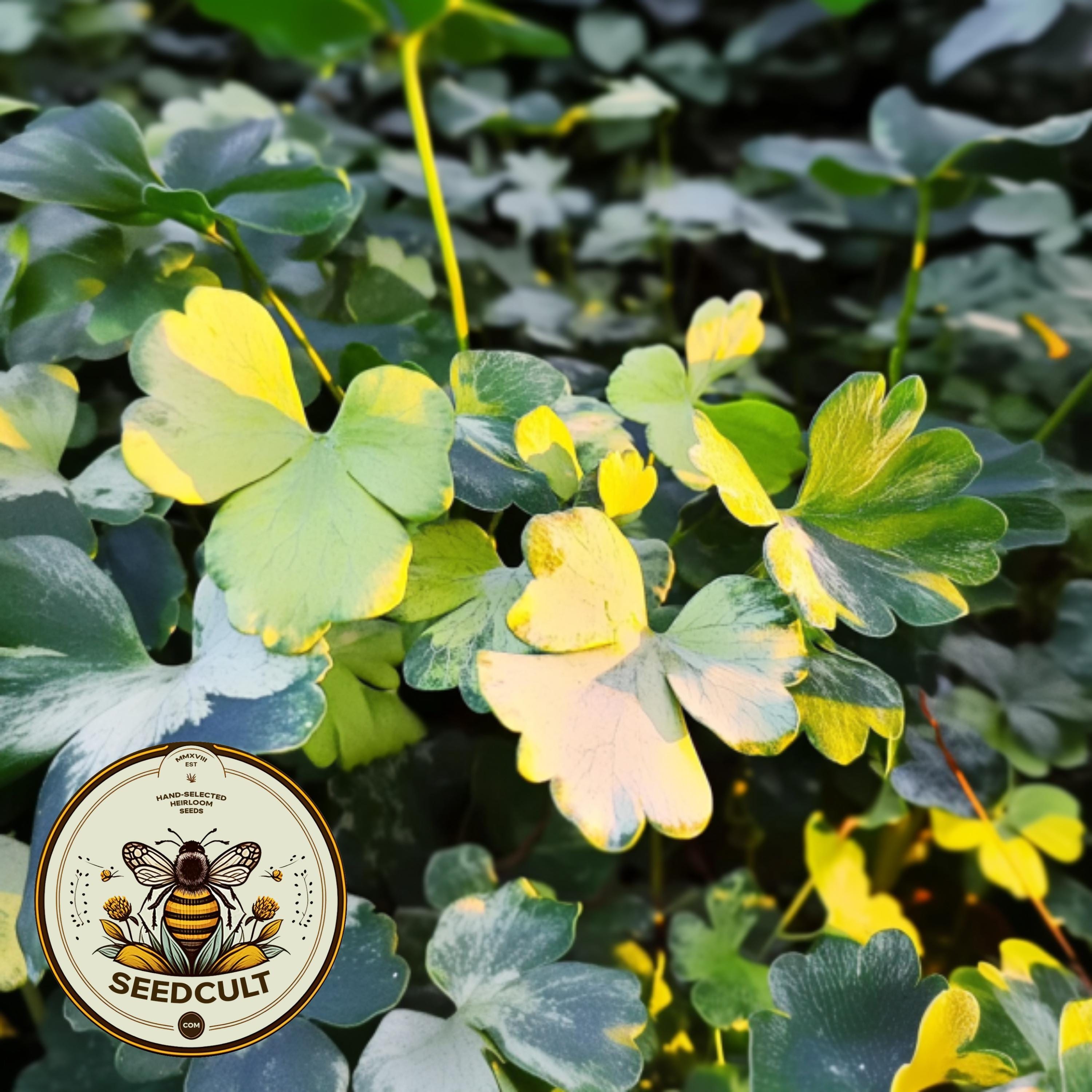 NEW! Leprechaun Gold Columbine Seeds, Variegated Columbine, Purple Flowers, Flowering Shade Perennial, Aquilegia Vulgaris AQ1820