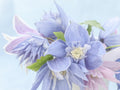 Downy Clematis Seeds, Clematis Macropetala, Vining Clematis CT2210