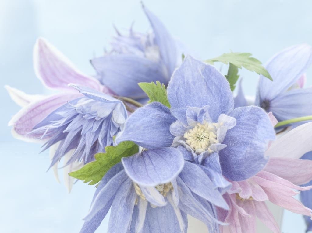 Downy Clematis Seeds, Clematis Macropetala, Vining Clematis CT2210