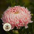 Peony Duchess Apricot Aster Seeds, Callistephus Chinensis, CU8740