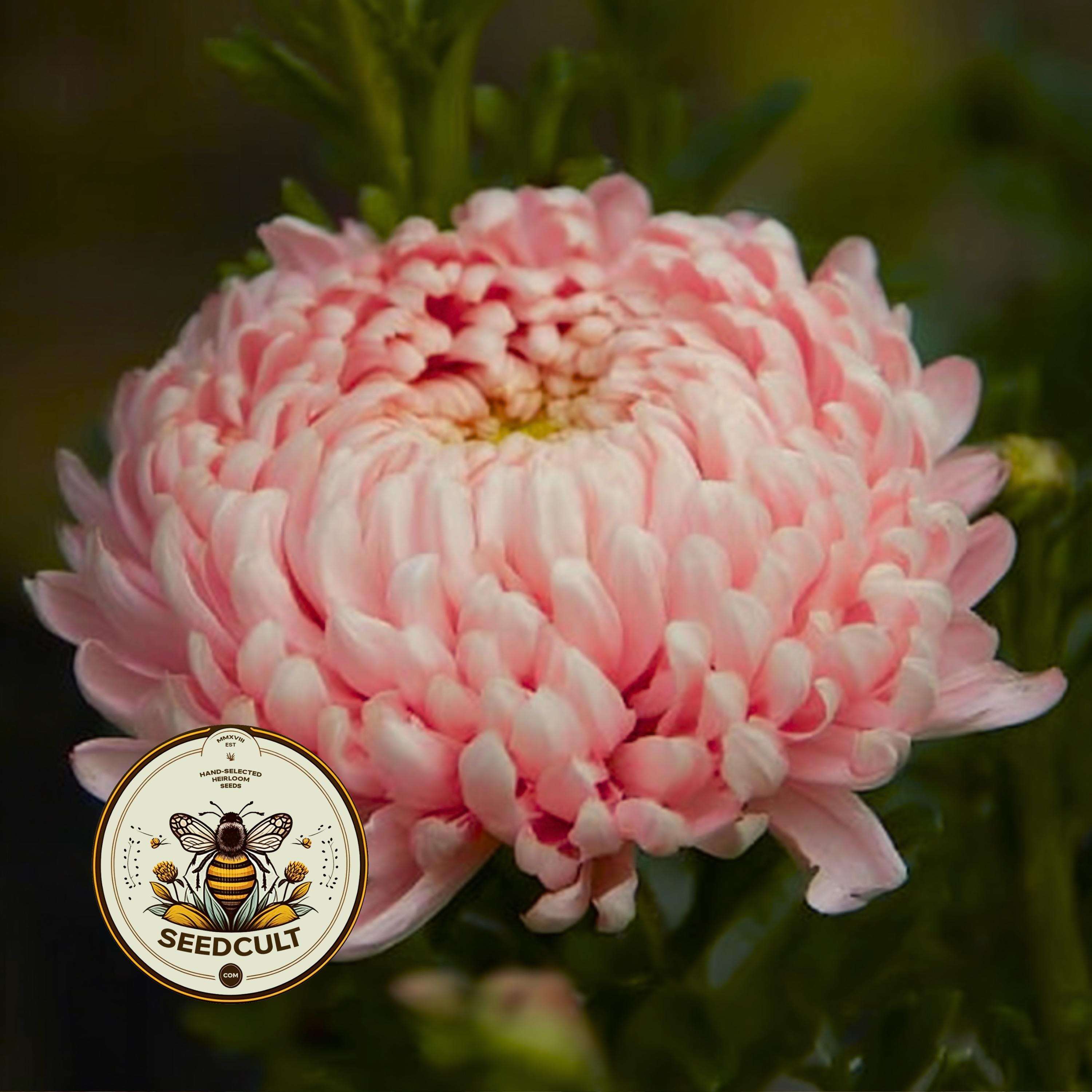 Peony Duchess Apricot Aster Seeds, Callistephus Chinensis, CU8740