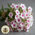 NEW! Blushing Bride Phlox Seeds, Phlox drummondii PH5250
