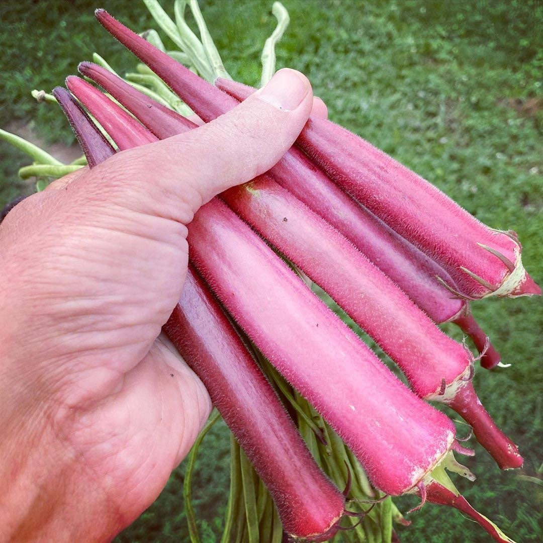 Pink Okinawa Okra Seeds, Abelmoschus Esculentus AB0420