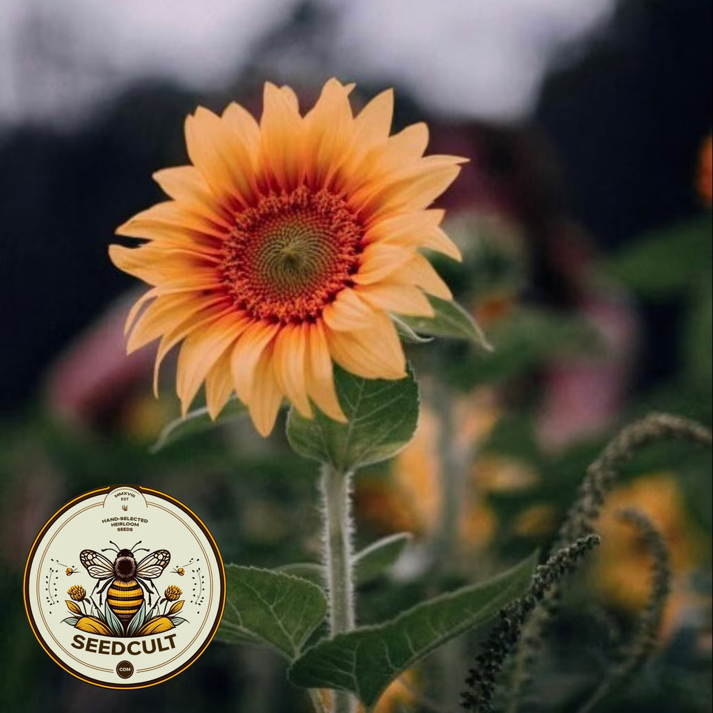 Peach Passion Sunflower Seeds, Helianthus Annuum HA2220