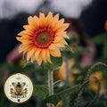 Peach Passion Sunflower Seeds, Helianthus Annuum HA2220