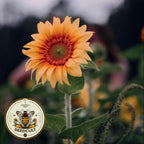 Peach Passion Sunflower Seeds, Helianthus Annuum HA2220