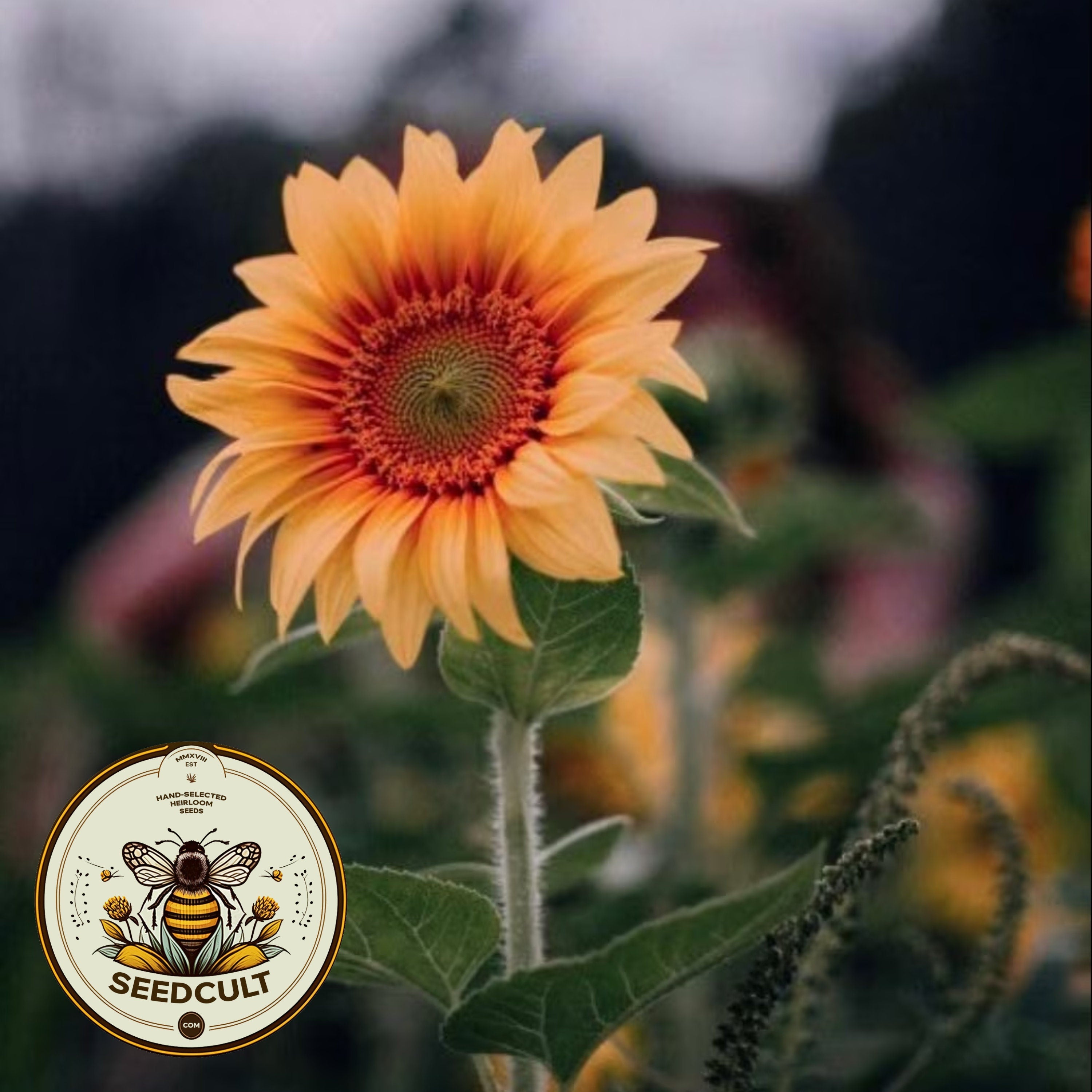 Peach Passion Sunflower Seeds, Helianthus Annuum HA2220