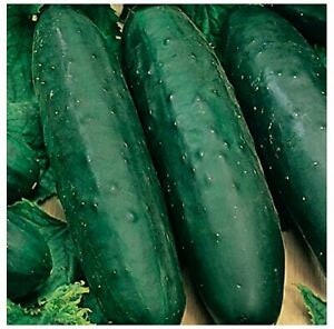 Heirloom Marketmore Cucumber Seeds, Curcumis Sativus CU0340