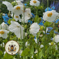 NEW! Rare Himalayan White Poppy Seeds, Meconopsis Betonicifolia Alba, Extremely Rare, ME3110R