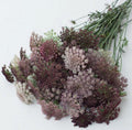 Chocolate Queen Anne‚Äôs Lace seeds, Daucus Carota ‚ÄòDara‚Äô Chocolate DC0125