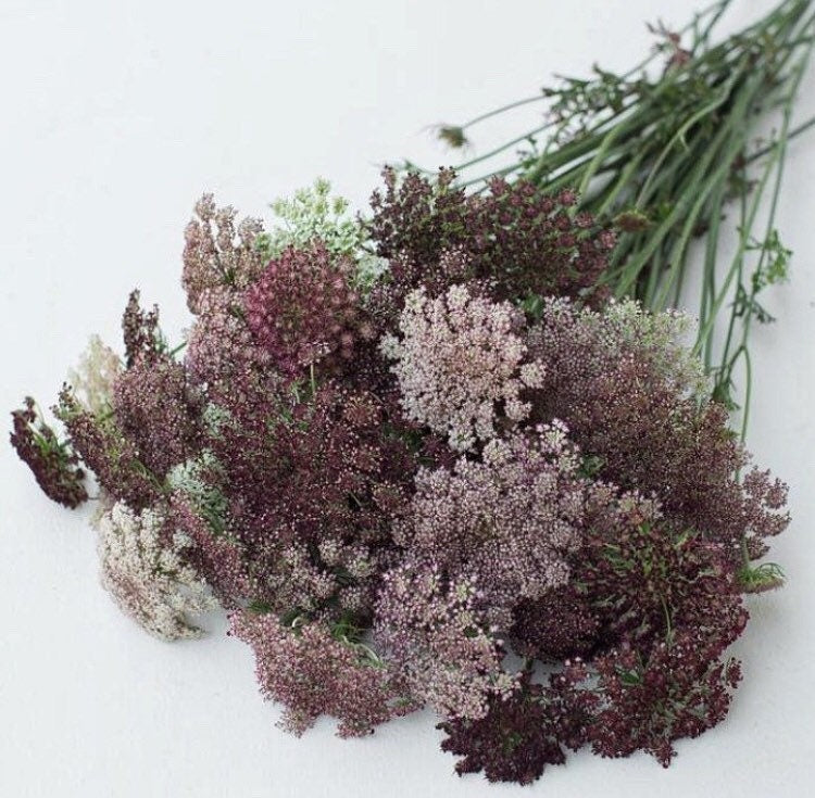 Chocolate Queen Anne‚Äôs Lace seeds, Daucus Carota ‚ÄòDara‚Äô Chocolate DC0125