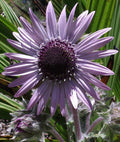Zulu Warrior Berkheya Purpurea Seeds, Purple ‚ÄúSunflower‚Äù Daisy BU0110