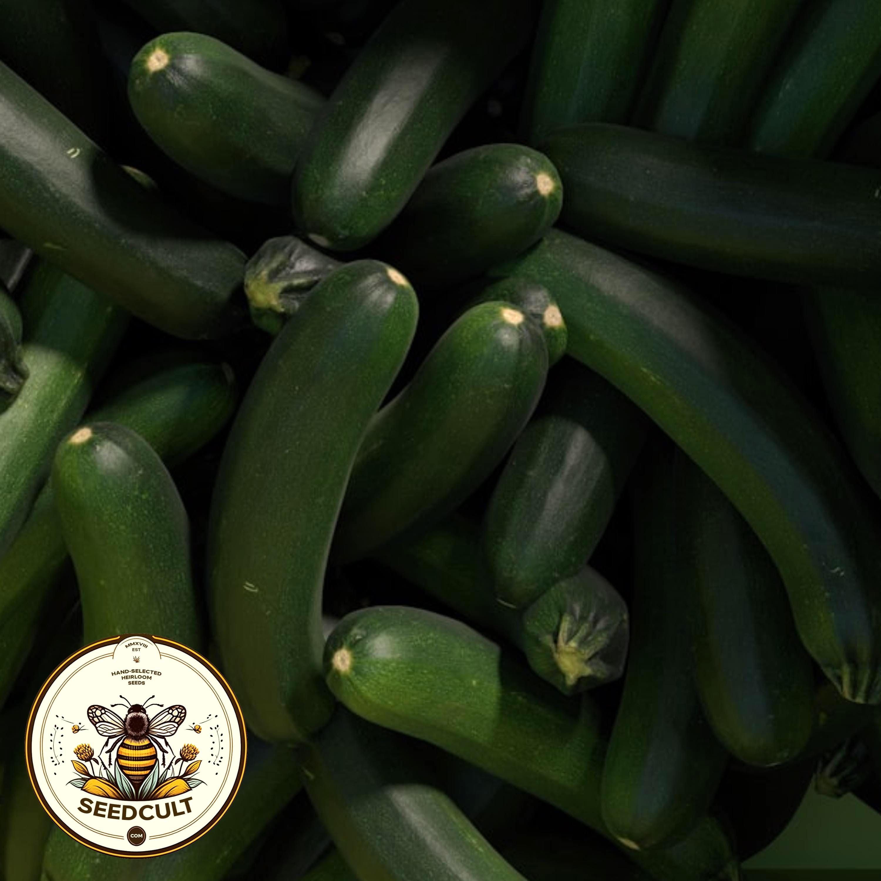 NEW! Black Beauty Zucchini Seeds, Curcubita Pepo CB1125