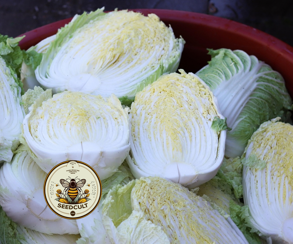Chinese Cabbage Seeds, Masushimi Green Chinese Cabbage, Brassica Rapa Pekinensis, BR171C