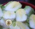Chinese Cabbage Seeds, Masushimi Green Chinese Cabbage, Brassica Rapa Pekinensis, BR171C