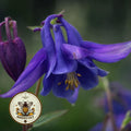 NEW! Alpine Columbine Seeds, Flowering Shade Perennial, AQ1920