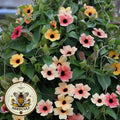 Spanish Eyes Black Eyed Susan Vine Seeds, Thunbergia Alata TH0310