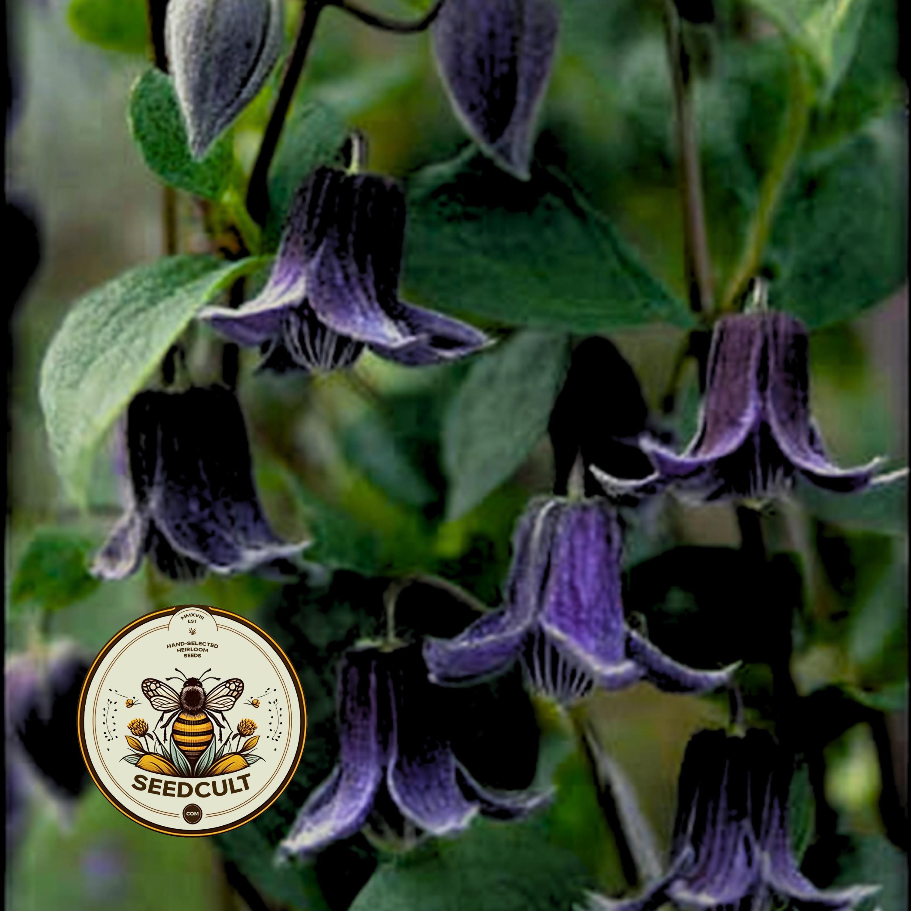 NEW! Witches Hat, Virgin's Bower, Solitary Clematis, Clematis Integrifolia CT2610