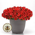 NEW! Shock Wave Red Petunia Seeds, Pelleted for easier sowing and germination, Petunia Hybrida PE8610P