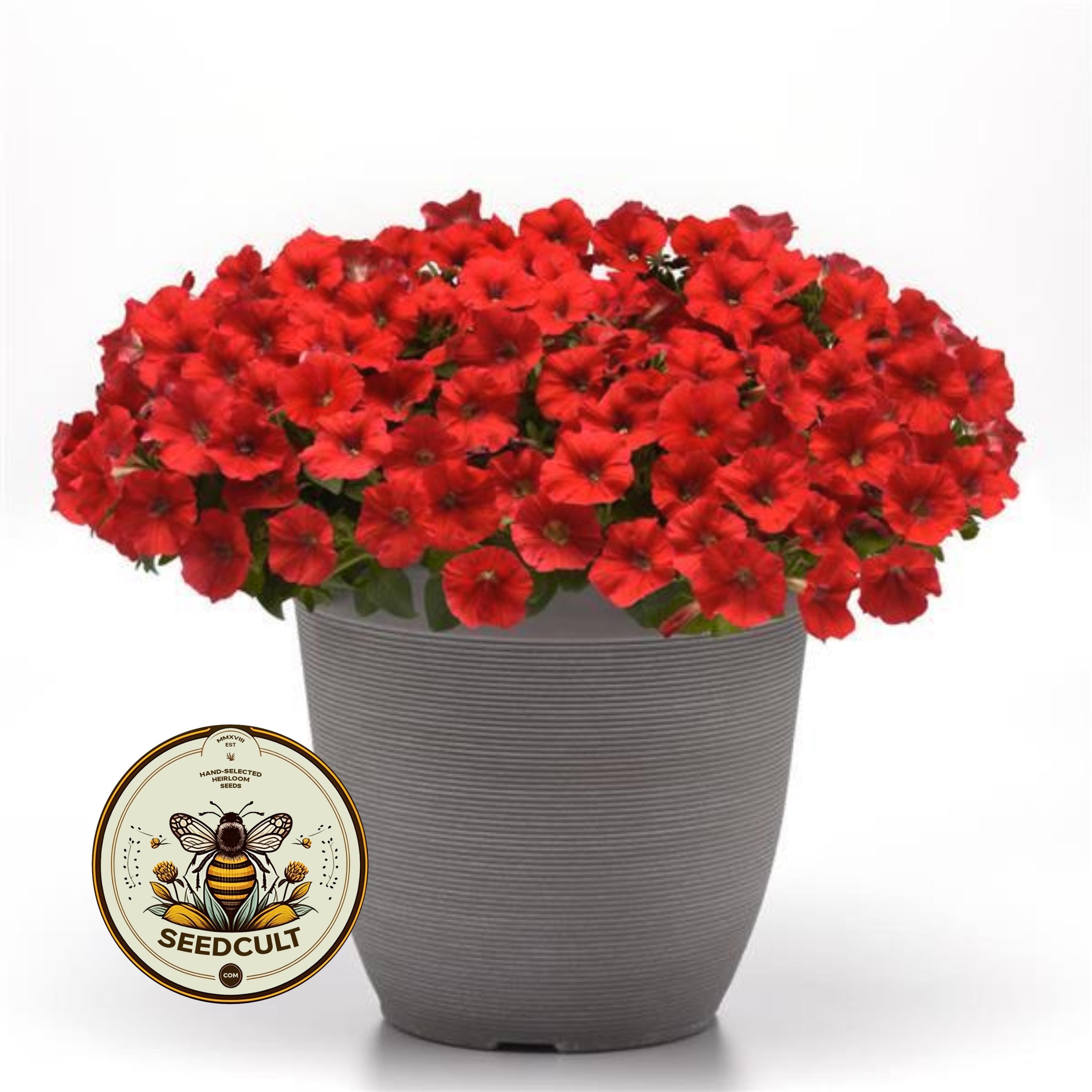 NEW! Shock Wave Red Petunia Seeds, Pelleted for easier sowing and germination, Petunia Hybrida PE8610P